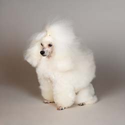 Caniche Toy